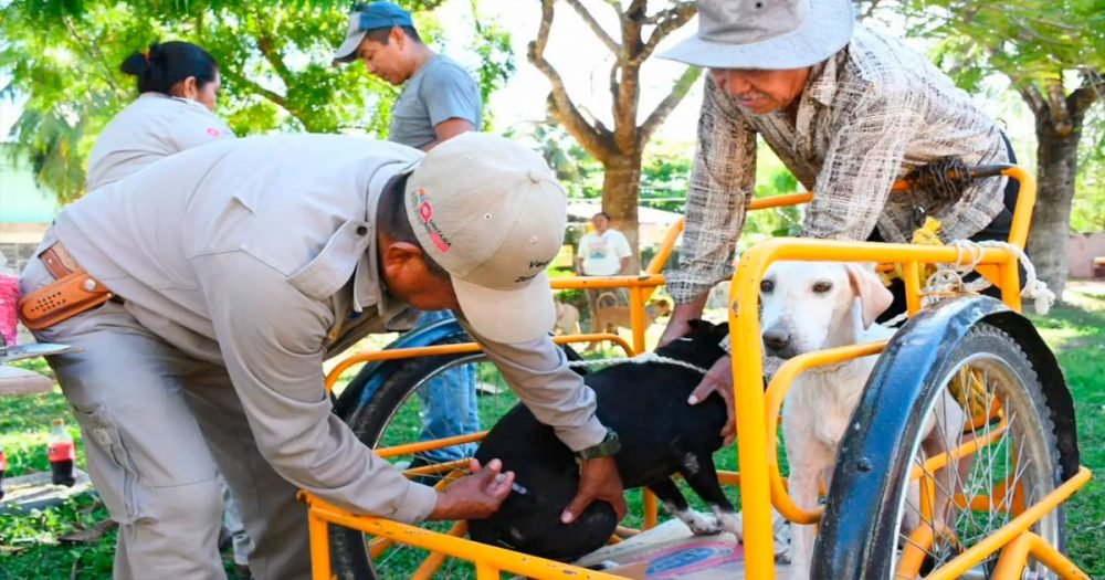 A dog receiving a rabies vaccine at a veterinary clinic in Chetumal