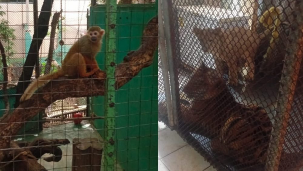 Rescued animals from Animalandia Maya being transferred to a wildlife sanctuary in Akumal