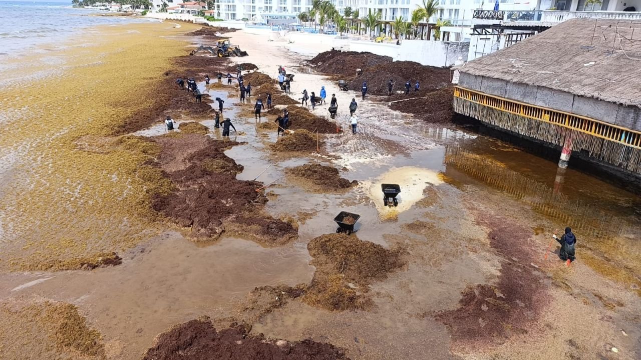 Massive sargasso accumulation turning Playa del Carmen beach into a muddy sludge, with boats idle in the background.
