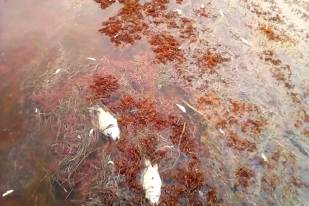Dead fish and sargasso on the beach in Xcalak, Quintana Roo