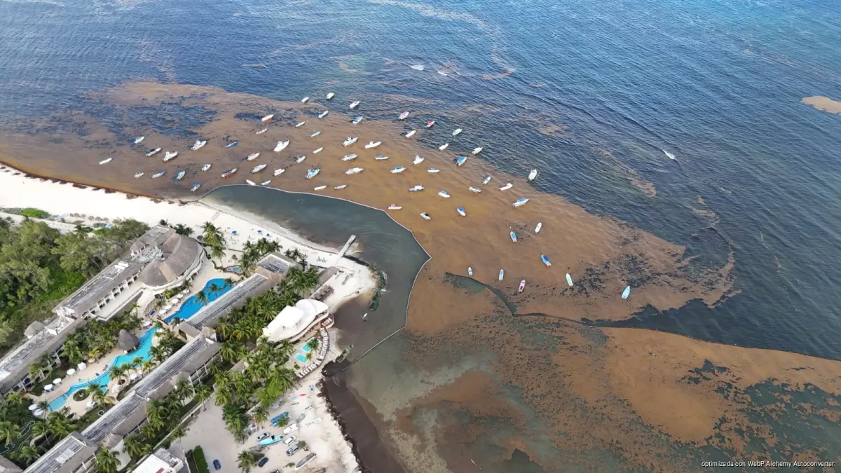 Sargasso seaweed accumulated on a beach in Quintana Roo, Mexico