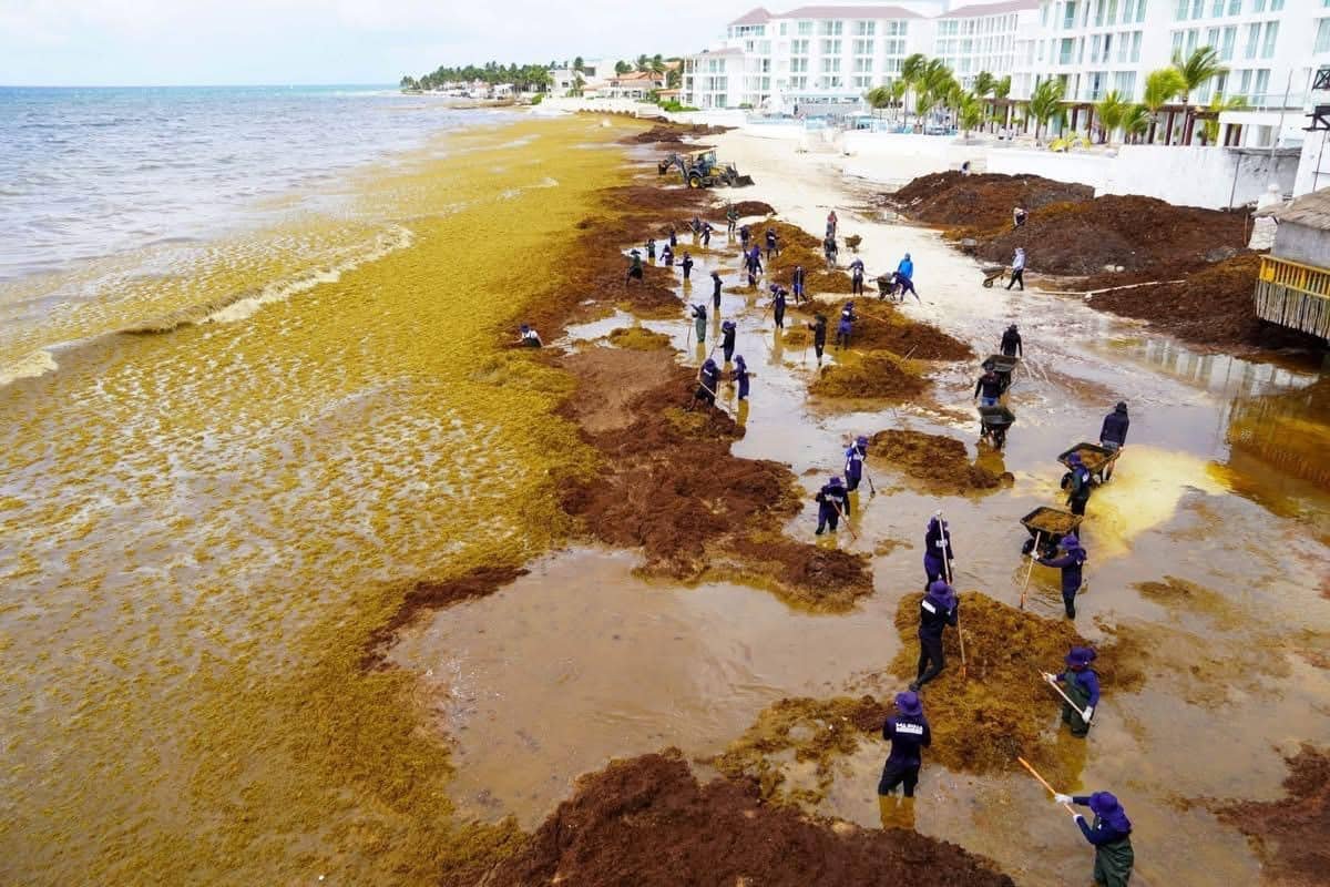 Brown sargasso seaweed covering a beach in Playa del Carmen, Quintana Roo