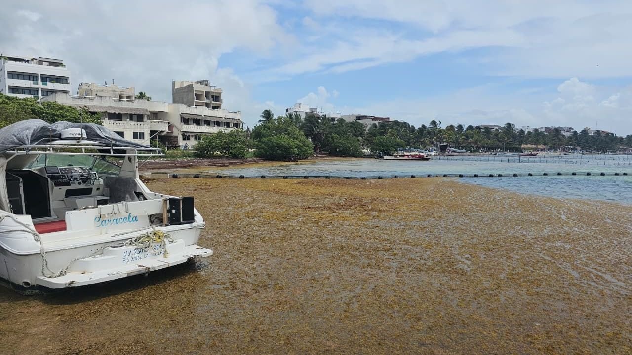 Large piles of sargasso seaweed accumulating on the shoreline in Mahahual, Quintana Roo