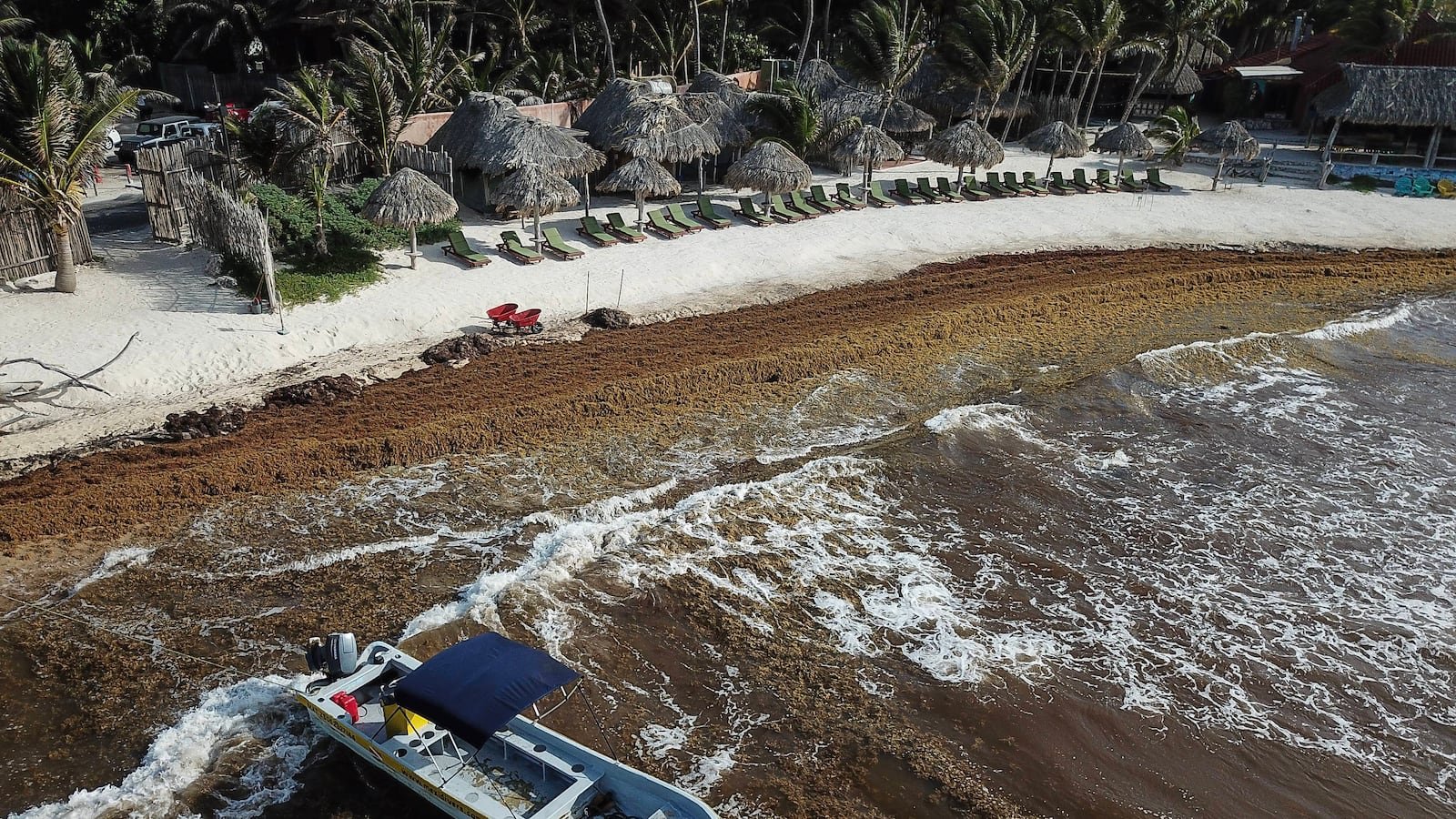 Large piles of brown sargasso seaweed covering a sandy beach in Quintana Roo, Mexico