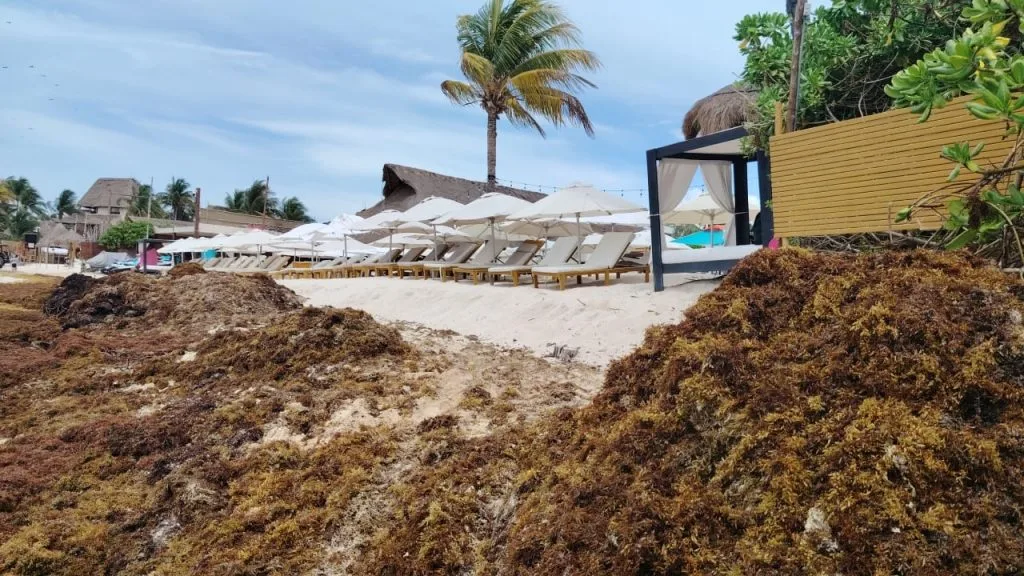 Workers collecting sargassum on a beach in Playa del Carmen, Quintana Roo