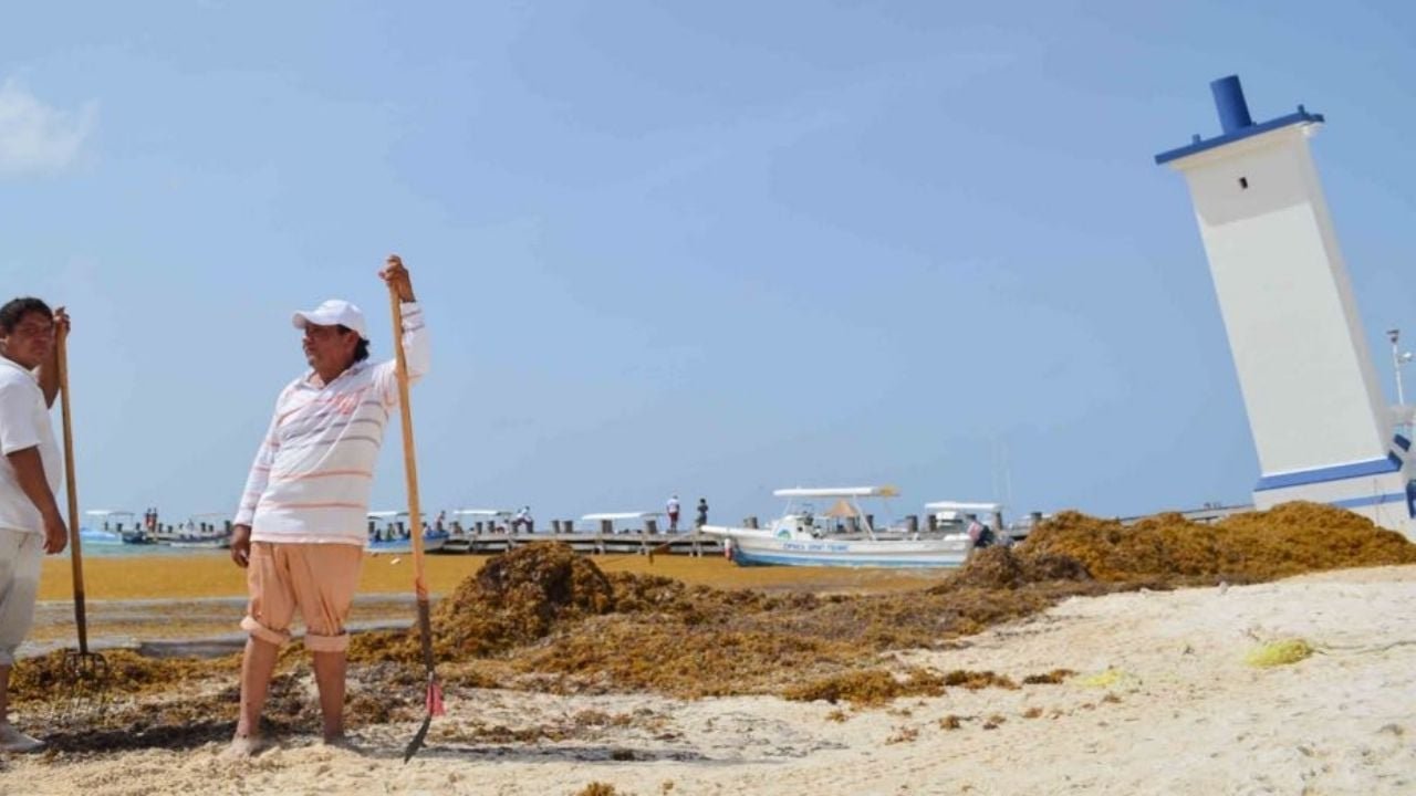 Workers in yellow vests and hats collect sargassum on a sandy beach with turquoise water in the background