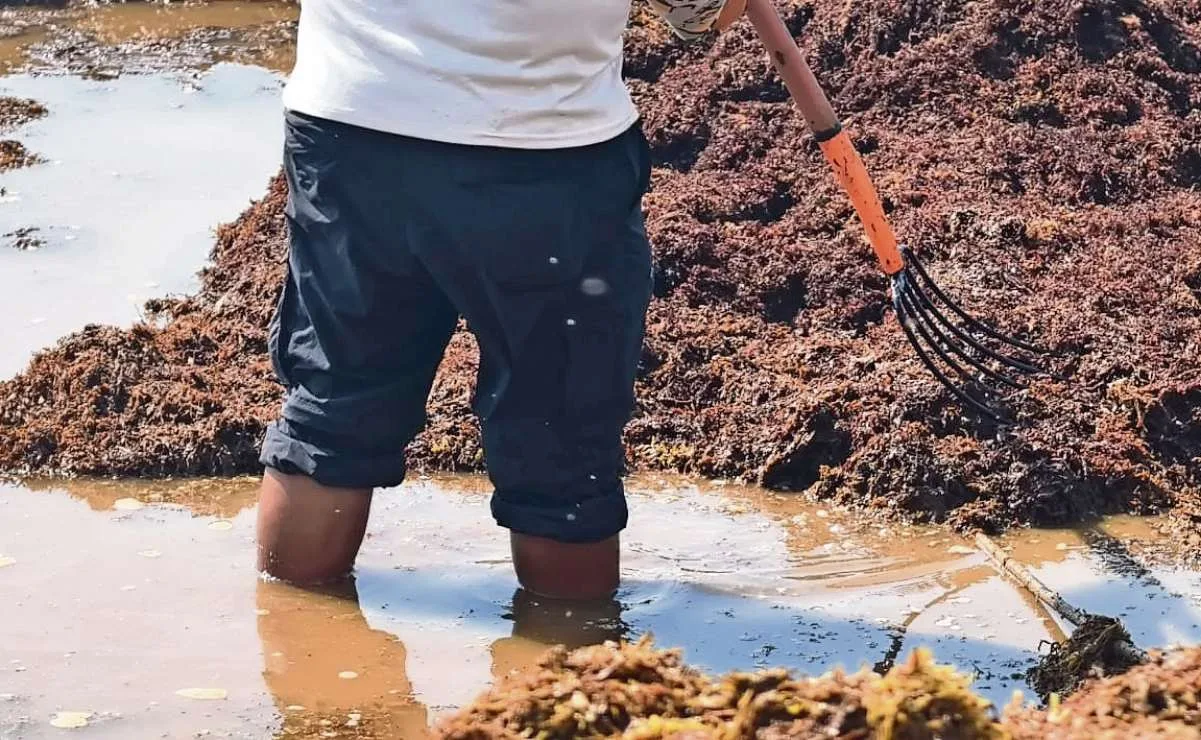 A worker in protective gear removes sargassum from a beach in Quintana Roo, Mexico.