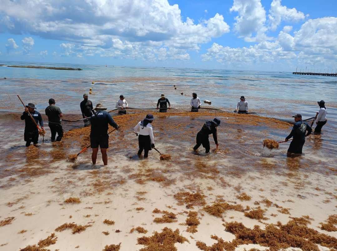 Workers collecting sargassum on a beach in Quintana Roo, Mexico