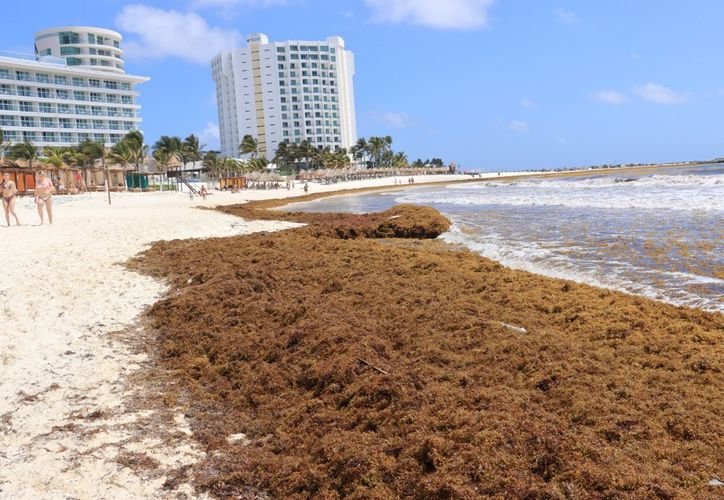A large pile of sargassum seaweed on a beach in Quintana Roo, Mexico
