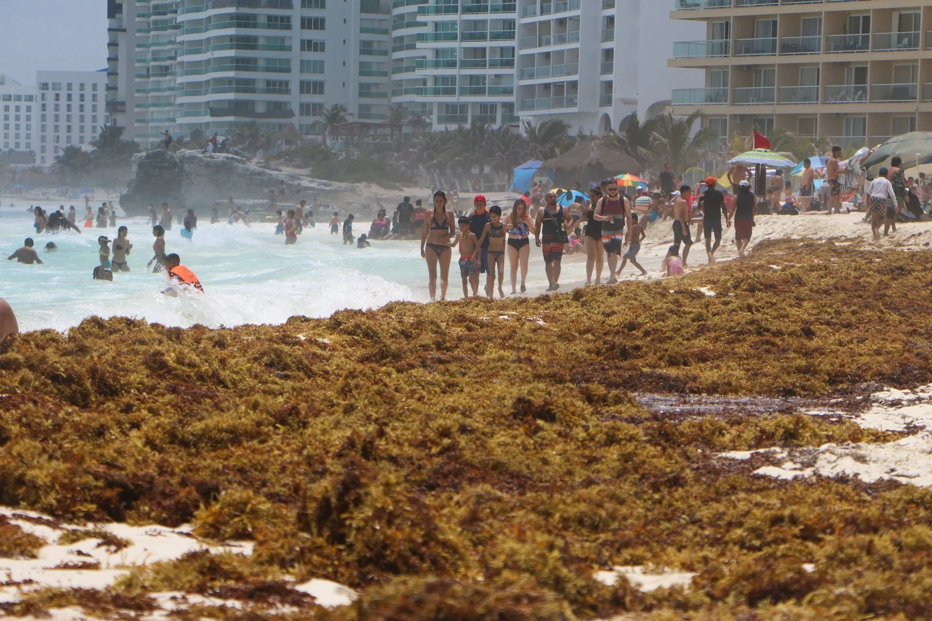 Brown sargassum covering a Cancun beach in the hotel zone