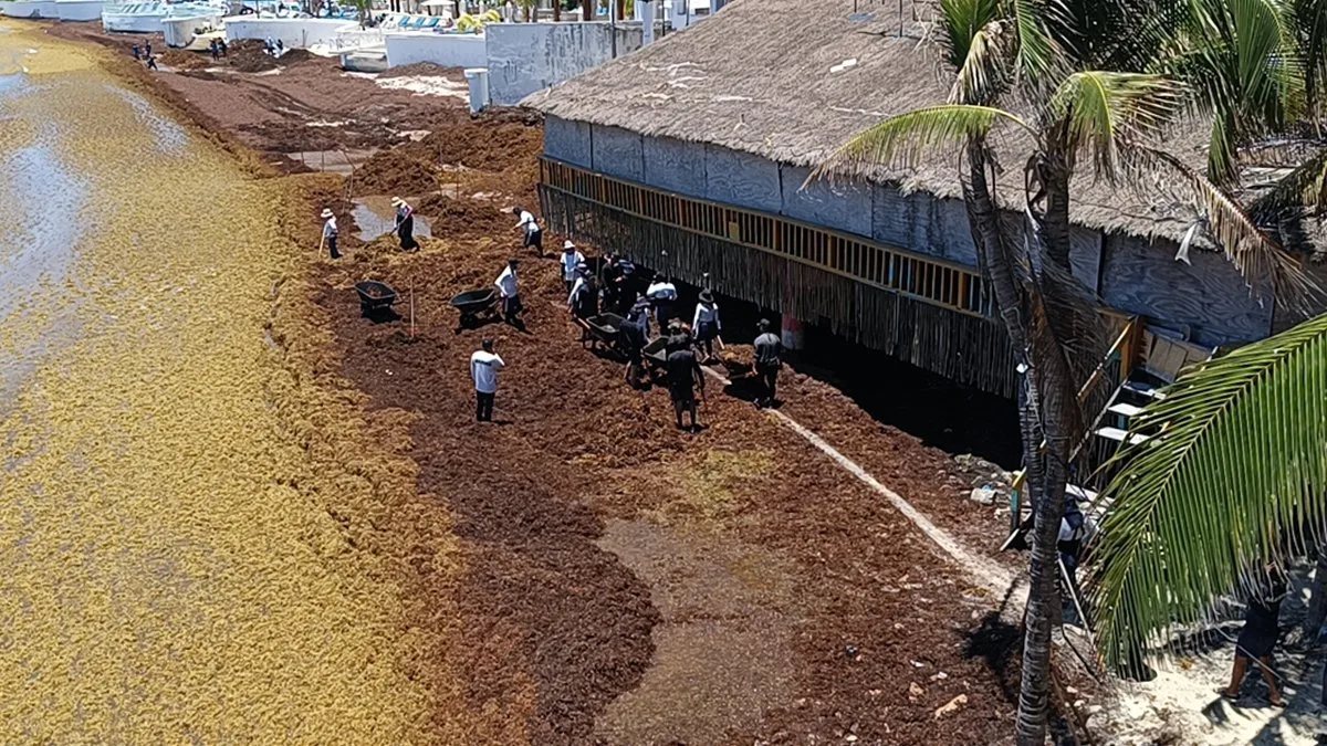 Large piles of brown sargassum seaweed covering a beach in Playa del Carmen, Quintana Roo