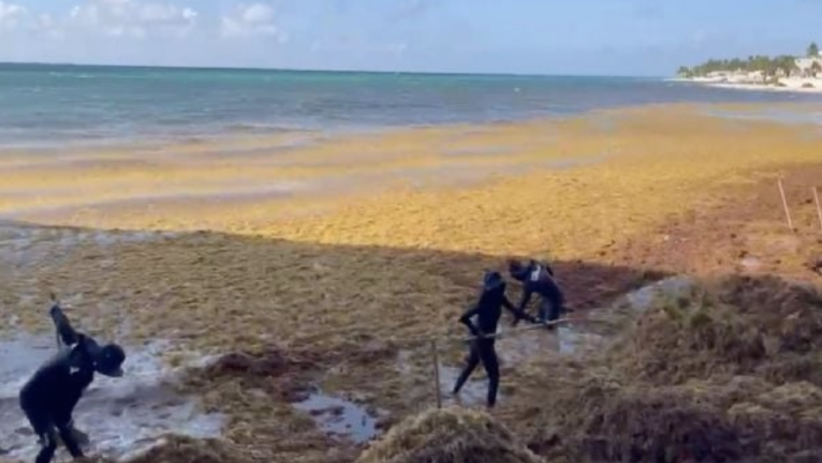 Large amounts of brown sargassum seaweed covering a beach in Playa del Carmen, Quintana Roo