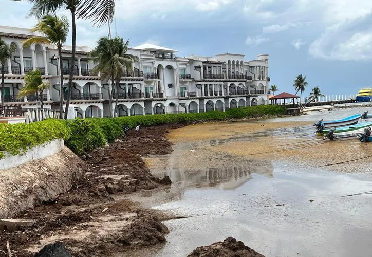 A beach covered in brown sargassum seaweed with boats in the background