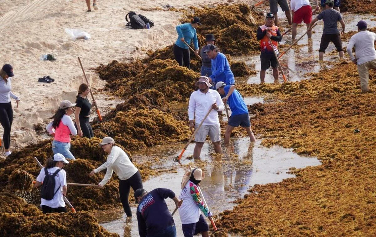 Sargassum seaweed piled on a Caribbean beach