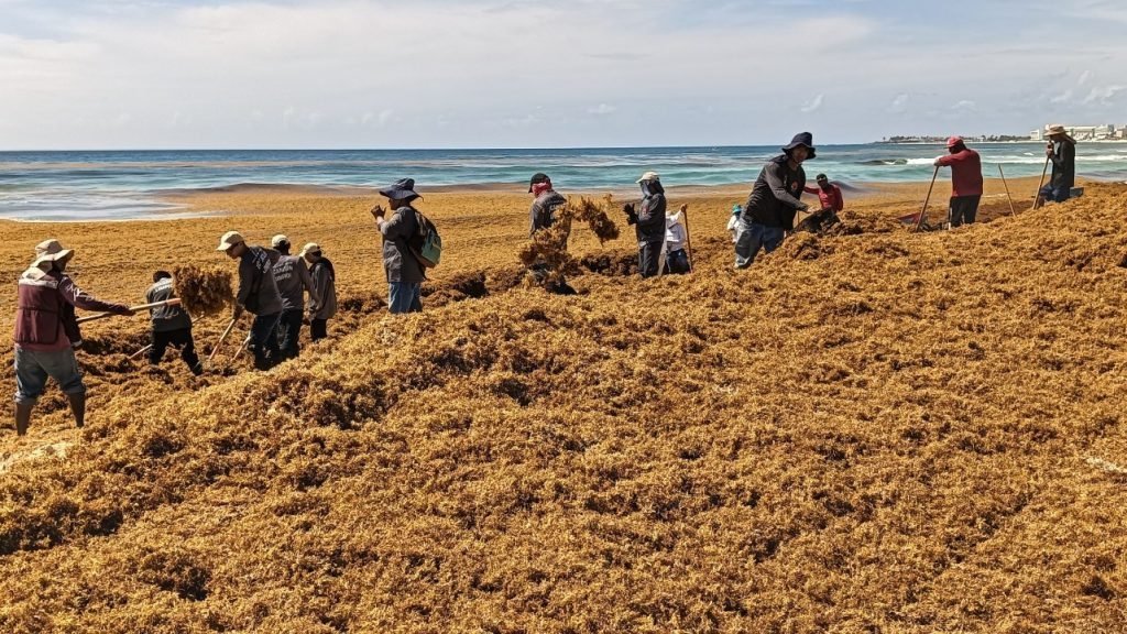 Workers removing sargassum from a beach in Quintana Roo with tools and wheelbarrows