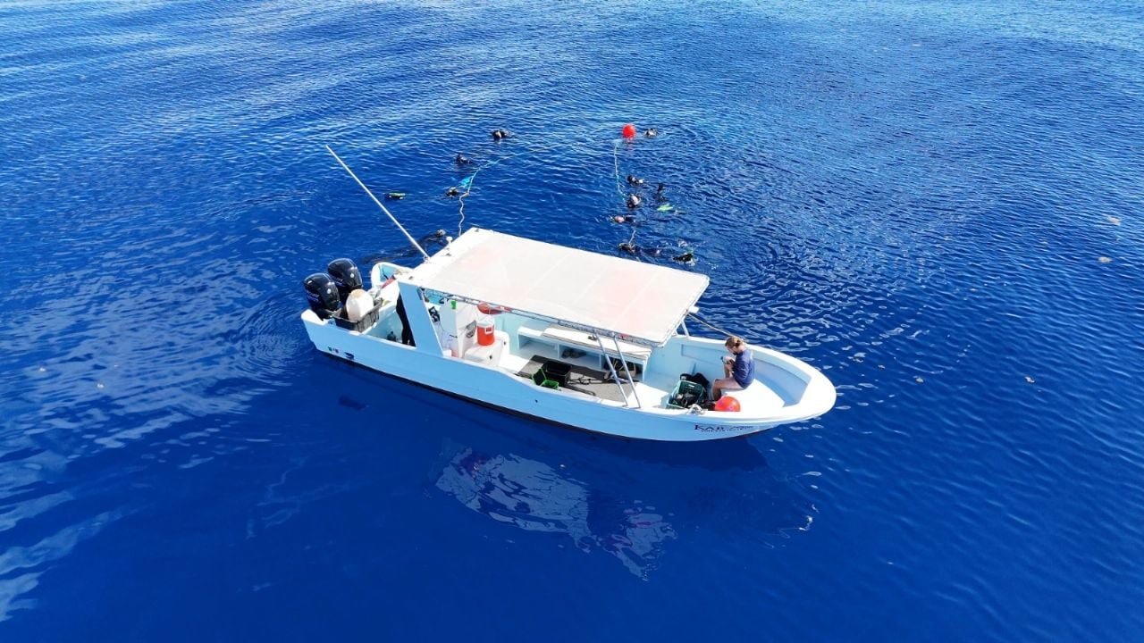A bull shark swimming in clear blue water near Cozumel, part of a conservation project by Saving Our Sharks foundation.