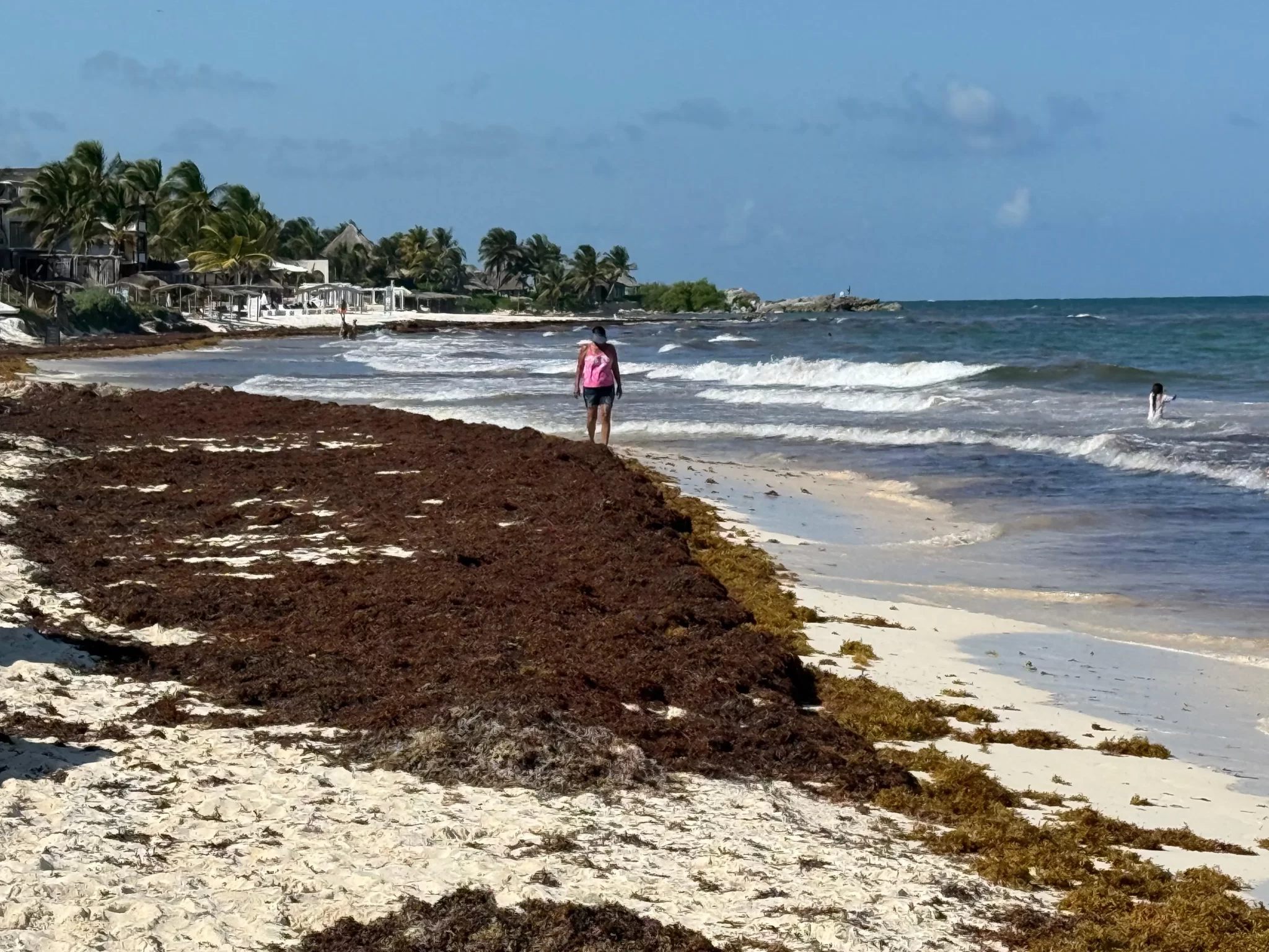 A person walking along a beach covered with sargassum seaweed, with waves in the background and tropical vegetation on the shore.$#$ CAPTION