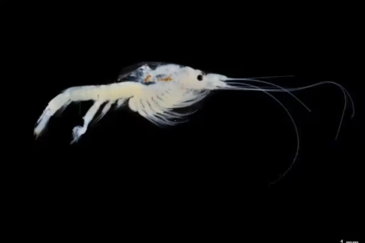 Scientists using light traps to collect zooplankton organisms in Bacalar Lagoon