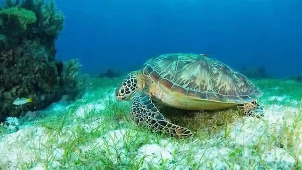 A sea turtle nest marked with tape on a sandy beach in Cozumel, surrounded by vegetation.