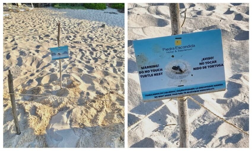 A sea turtle nest marked on a sandy beach in Tulum, Quintana Roo