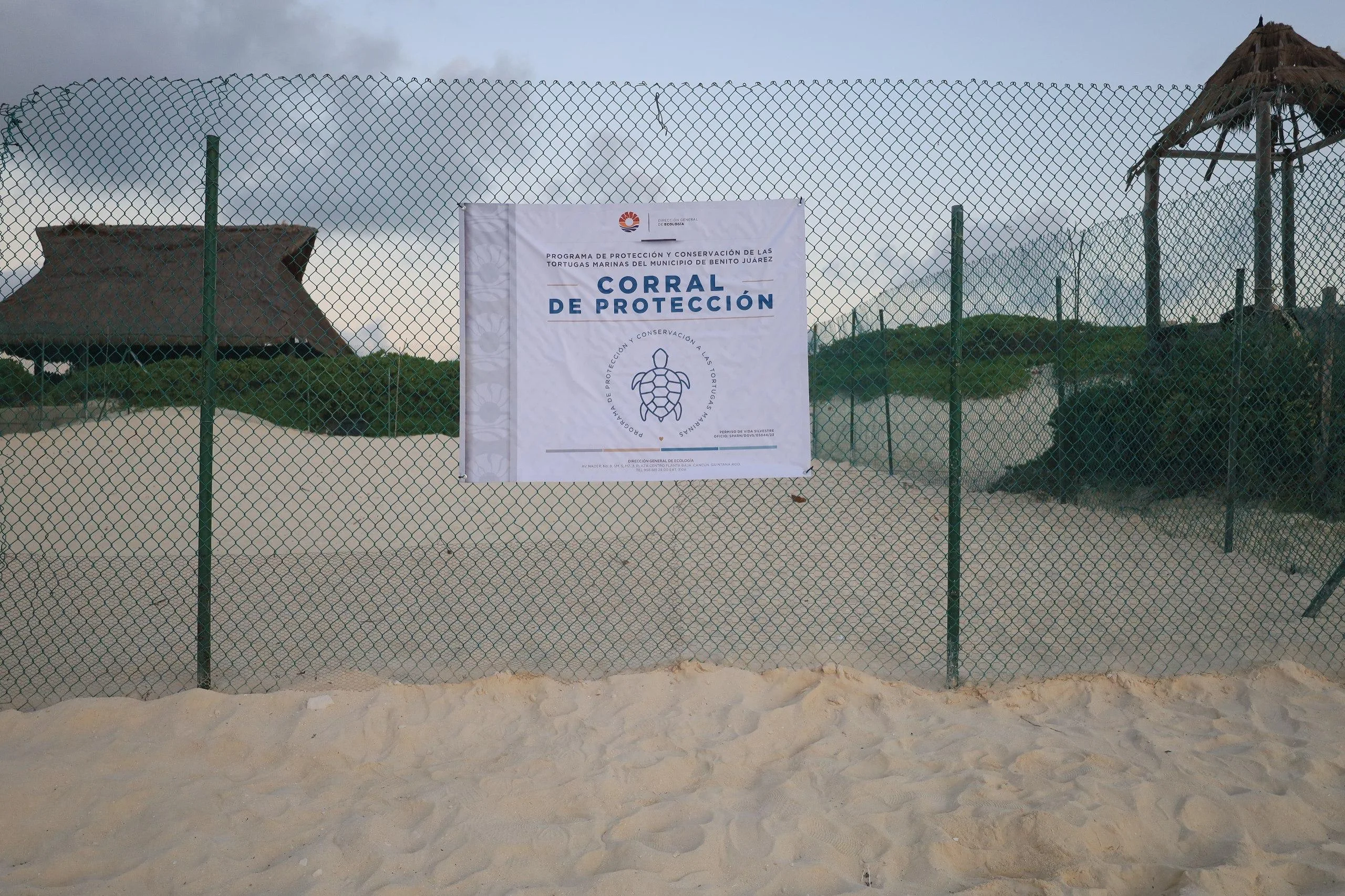 A sea turtle crawling on a sandy beach in Cancun during nesting season