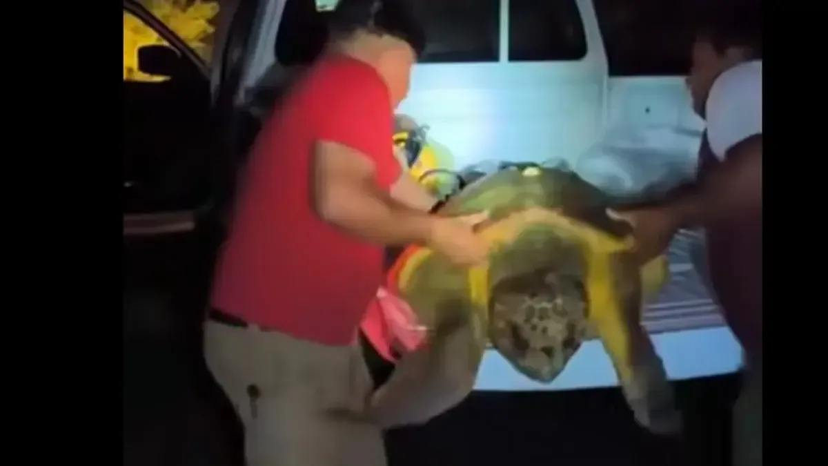 Civil protection officers handling a disoriented sea turtle on a beach in Cozumel