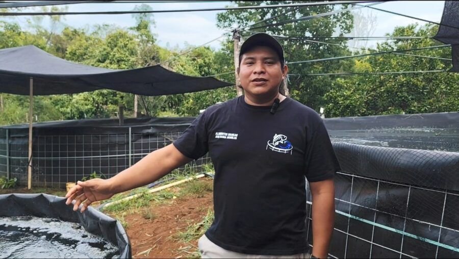 Fresh tilapia being harvested at a farm in Jose Maria Morelos, Quintana Roo