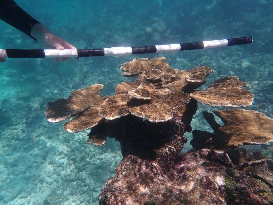 An underwater sculpture being placed on the seafloor as part of a coral restoration project in Paamul, Quintana Roo.