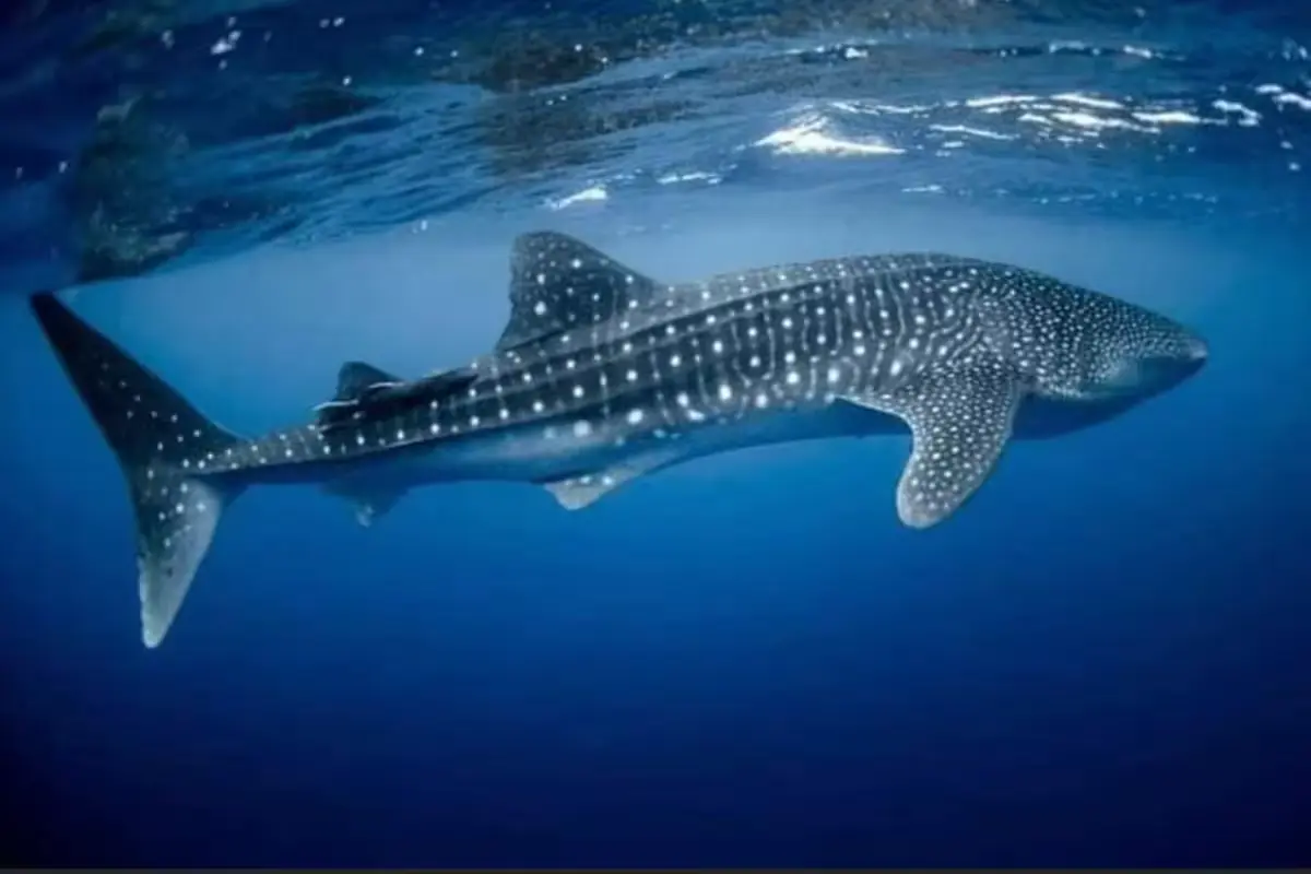 A whale shark swimming in clear blue water off the coast of Yucatan