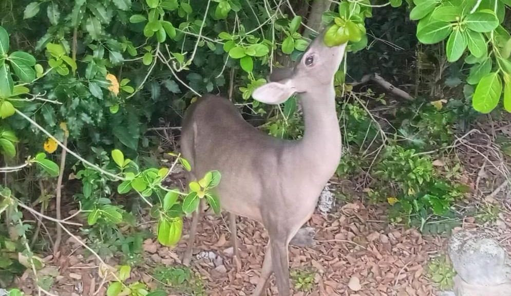 A wild deer standing near the entrance of Haven Riviera Cancun hotel in Cancun, Mexico