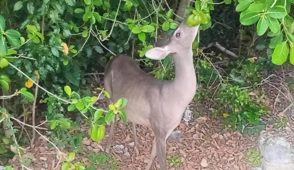 A wild deer standing near the entrance of Haven Riviera Cancun hotel in Cancun, Mexico