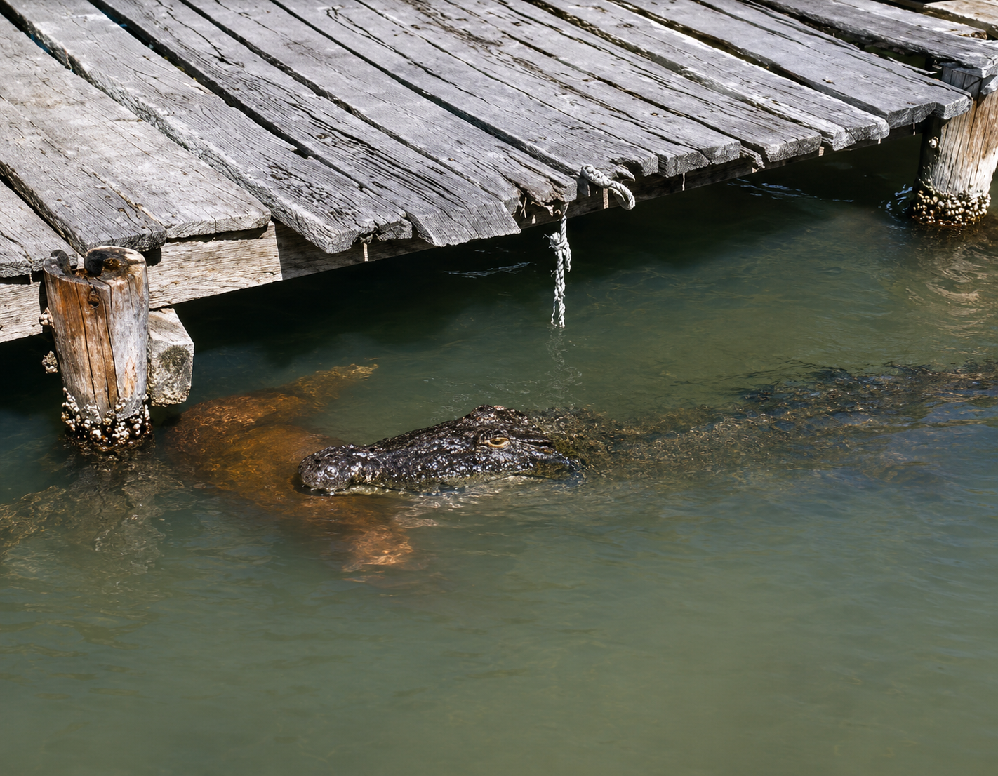 Crocodile seen with deceased dog in teh Sian Kaan