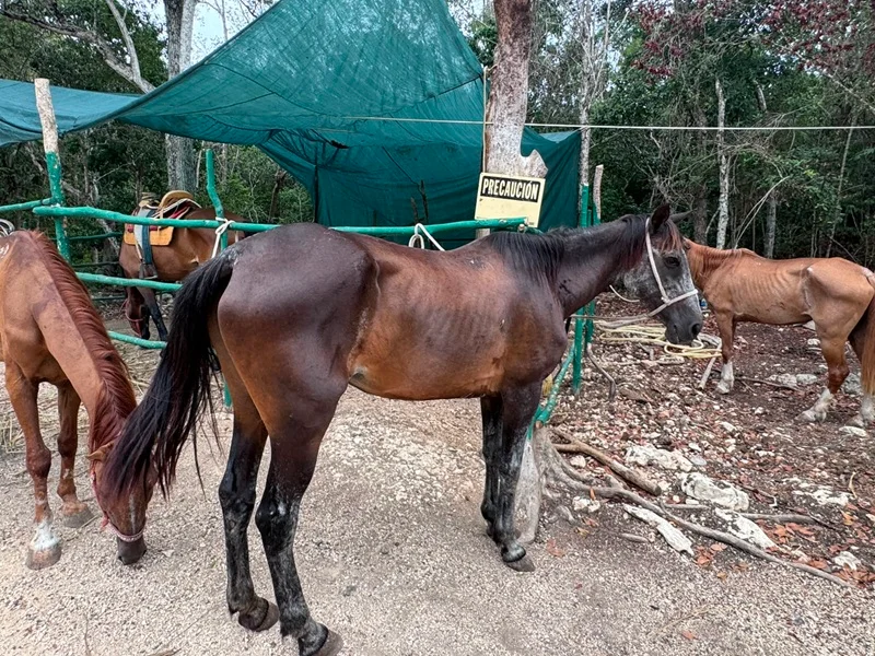 Horses maltreated in tulum
