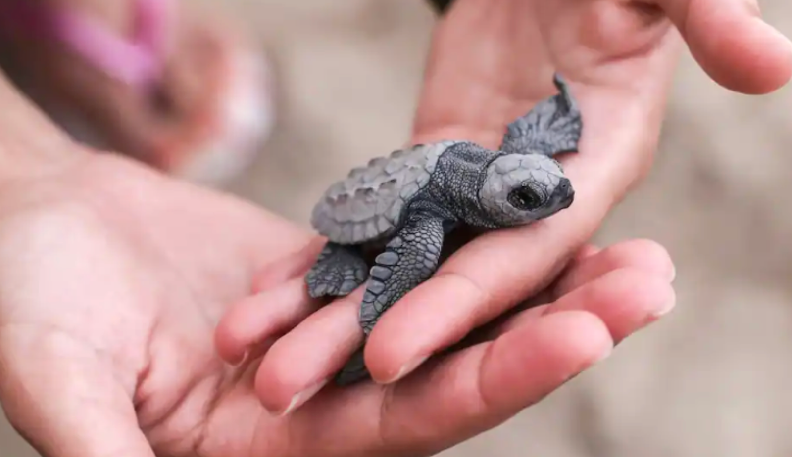 sea turtle hatchling