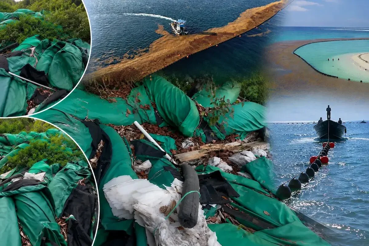 Piles of green sargassum containment barriers abandoned among weeds and trash in a vacant lot in Quintana Roo.
