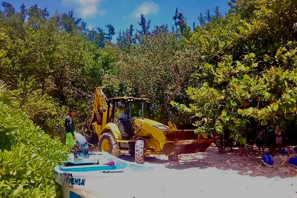 Environmental activists standing near a mangrove area in Playa del Carmen, pointing at damaged vegetation.