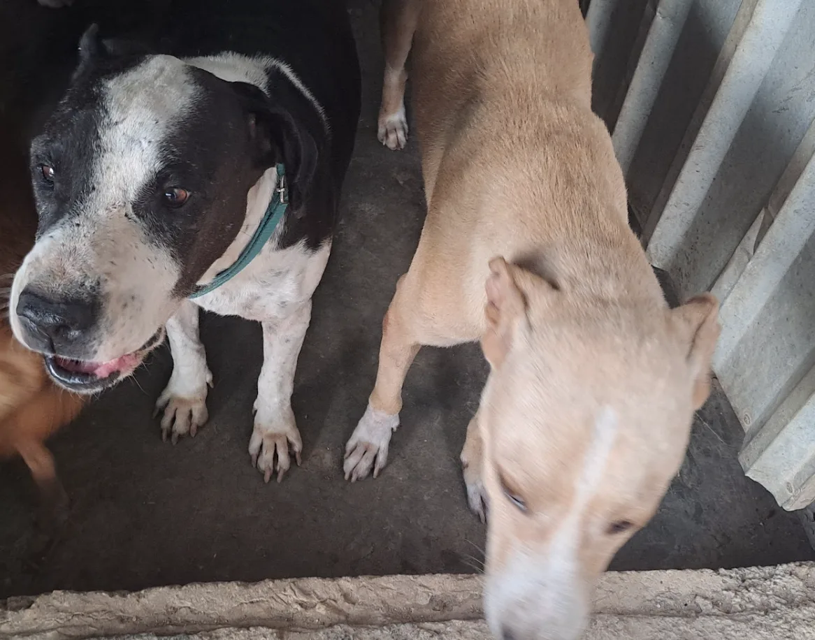 Dogs and cats at Alma Animal shelter in Tulum, Quintana Roo