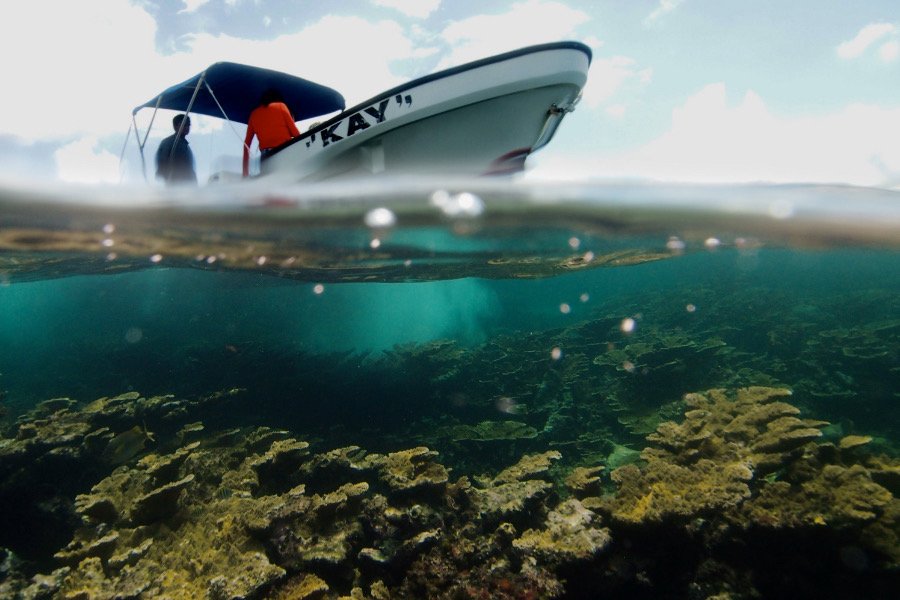 Underwater view of an artificial reef structure with fish swimming around
