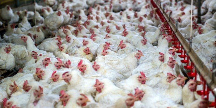 Aerial view of a large poultry farm facility in a rural area of Yucatan, Mexico