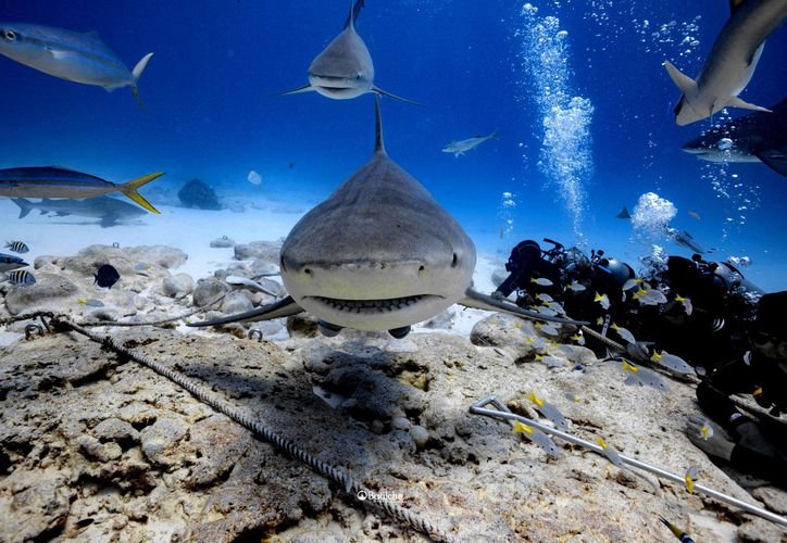 A bull shark swimming in clear blue waters of the Mexican Caribbean