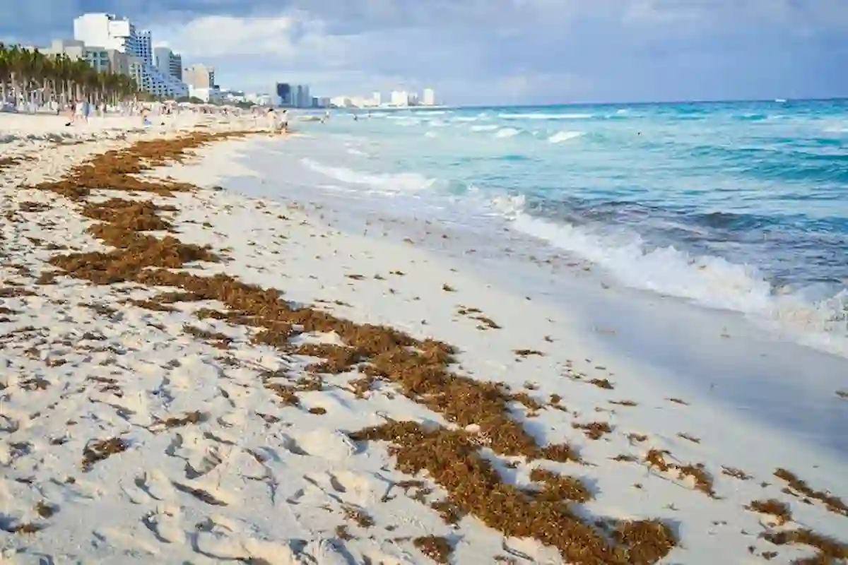 Aerial view of eroded beach in Cancun's Hotel Zone with coastal dunes and vegetation
