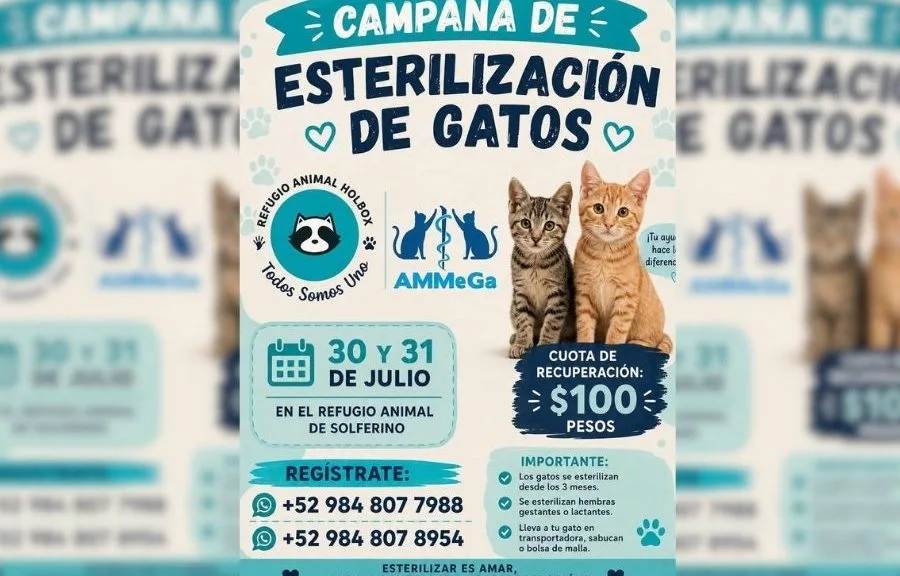 A cat at the Holbox animal shelter, where a free spay-neuter campaign will sterilize 400 cats.