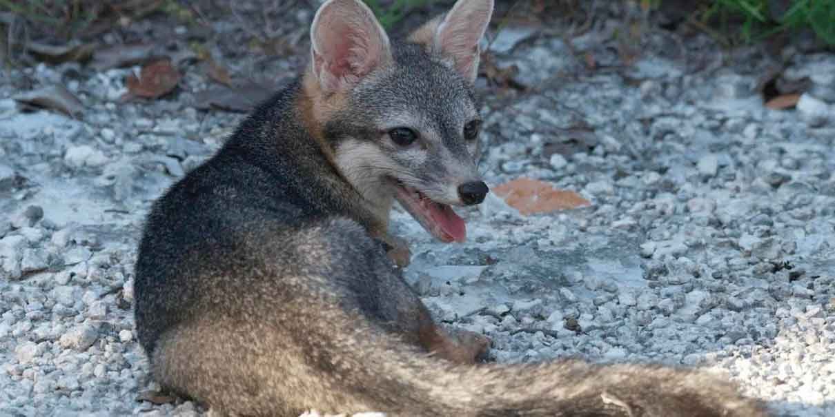 A Cozumel dwarf fox standing on a dirt road at night, illuminated by a flashlight