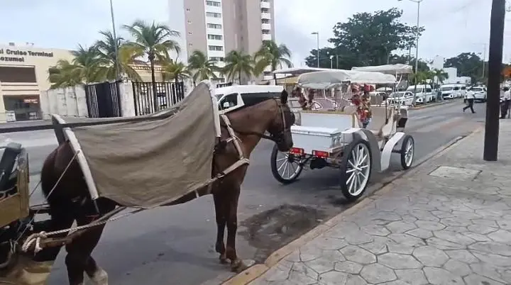 A horse-drawn carriage in Cozumel, Mexico, at the center of a dispute between operators over pier access and animal welfare.