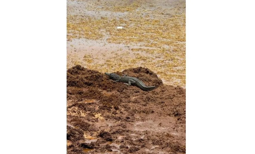 A crocodile lying on a pile of sargasso seaweed on a beach in Tulum, Quintana Roo.