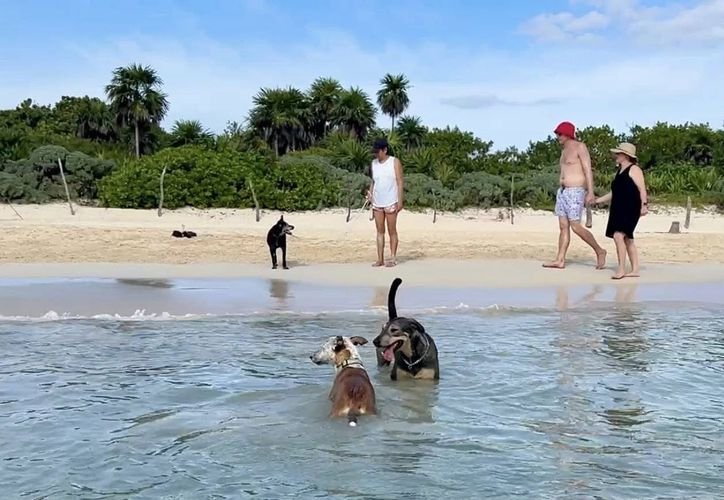 A dog on a leash at Playa 72, the designated dog beach in Playa del Carmen, Quintana Roo.