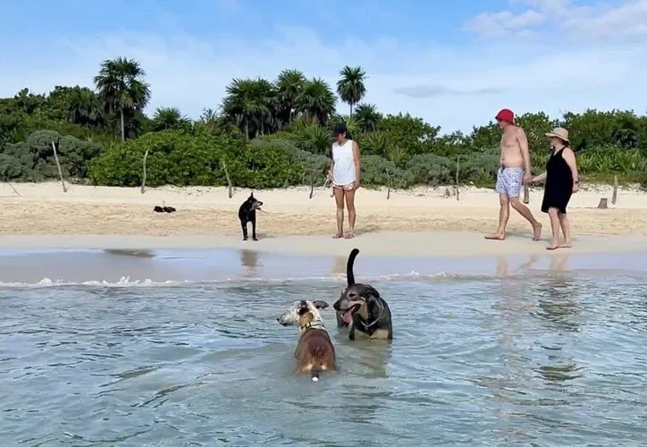 A dog on a leash at Playa 72, the designated dog beach in Playa del Carmen, Quintana Roo.