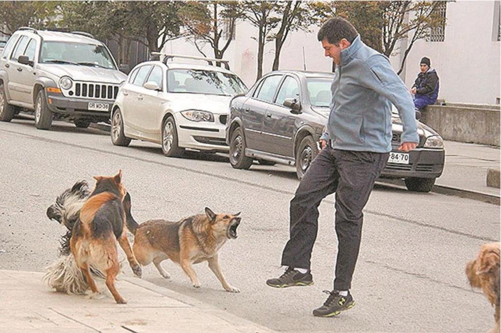 A stray dog walking on a street in Quintana Roo, Mexico