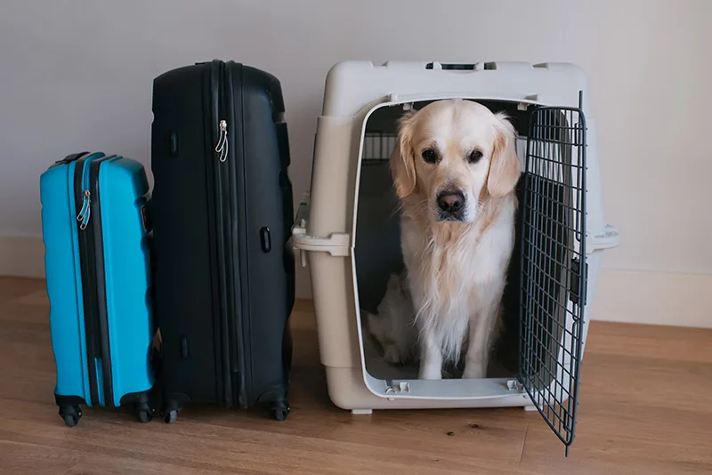 Dog travel suspended from US to Mexico