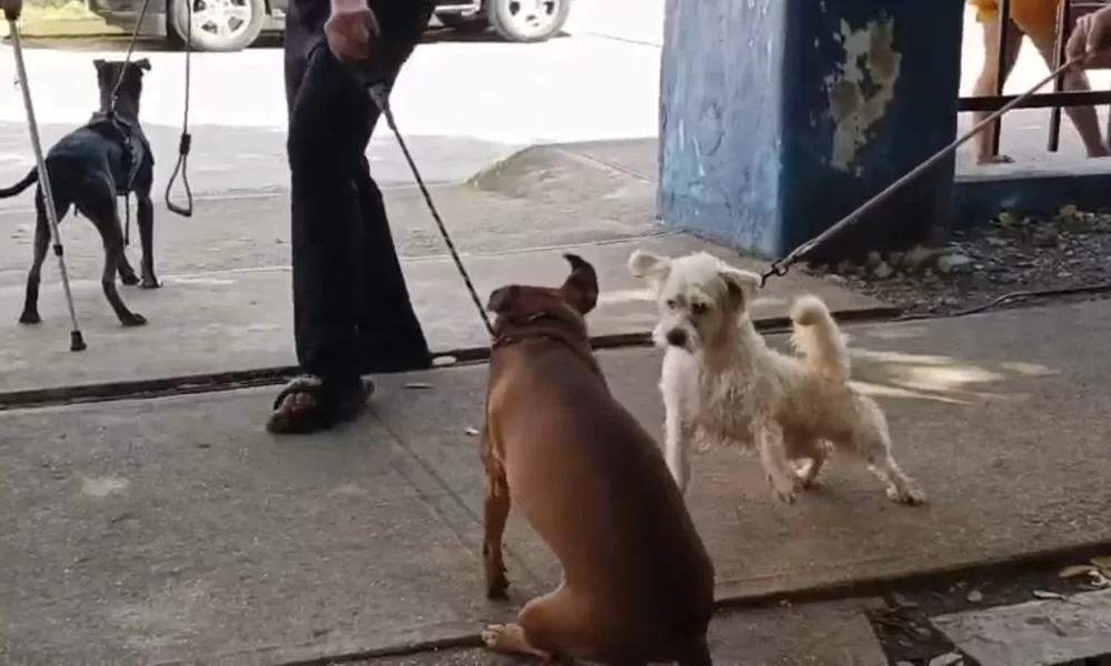 A group of dogs roaming on a street in Playa del Carmen, Quintana Roo